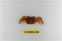 藏品(臺灣扁絨螯蟹)的圖片